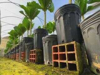 conheca-uma-plantacao-de-couve-em-vasos-e-dentro-da-estufa conheca-uma-plantacao-de-couve-em-vasos-e-dentro-da-estufa