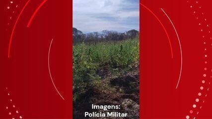 com-ajuda-de-drone,-pms-encontram-plantacao-de-maconha-em-ilha-no-norte-de-mg com-ajuda-de-drone,-pms-encontram-plantacao-de-maconha-em-ilha-no-norte-de-mg