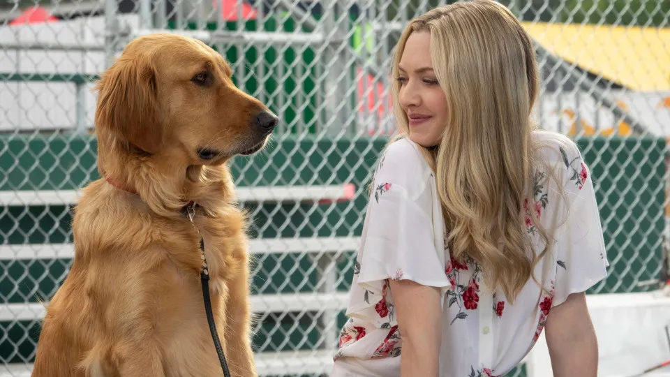 filmes-incriveis-para-assistir-com-seu-cachorro filmes-incriveis-para-assistir-com-seu-cachorro