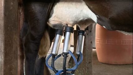 preco-do-leite:-entenda-efeitos-da-desvalorizacao-no-campo-apos-6a-queda-seguida-nas-cotacoes preco-do-leite:-entenda-efeitos-da-desvalorizacao-no-campo-apos-6a-queda-seguida-nas-cotacoes