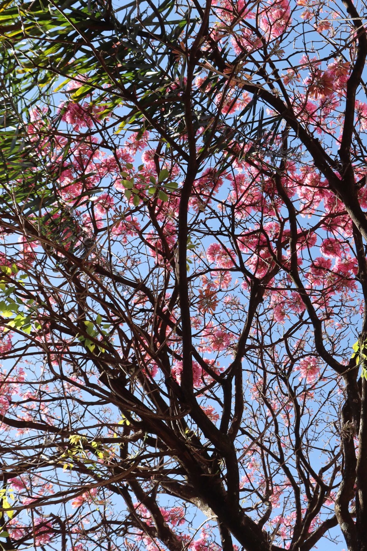 florada-do-ipe-encanta-moradores-e-colore-presidente-prudente-no-inverno;-veja-fotos