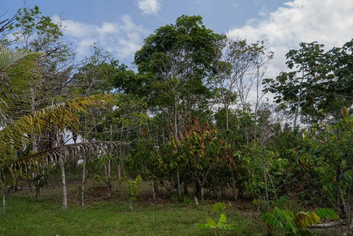emprestimo-ajuda-indigenas-a-recuperar-mata-atlantica:-‘pensava-que-nao-tinha-como-conseguir’