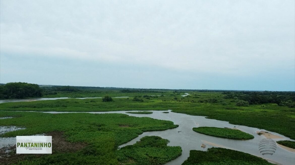 ‘pantaninho-paulista’:-onde-a-natureza-gera-e-ganha-vida