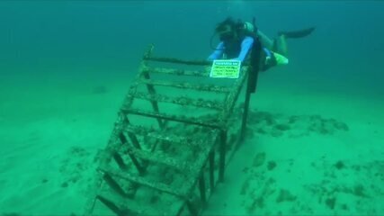 pesquisadores-estudam-interferencia-de-ruidos-de-fernando-de-noronha-no-comportamento-de-golfinhos