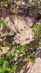 video-mostra-teju-comendo-filhote-de-tartaruga-em-praia-de-fernando-de-noronha