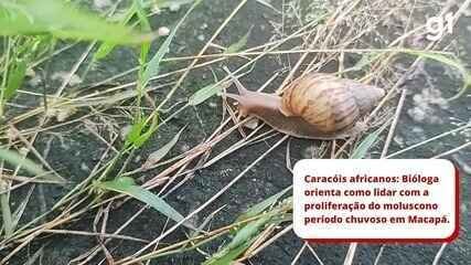 caracois-africanos:-biologa-orienta-forma-correta-de-combater-proliferacao-do-molusco-no-periodo-chuvoso