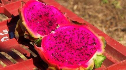 a-aposta-na-pitaya-para-gerar-renda-na-pequena-propriedade-rural