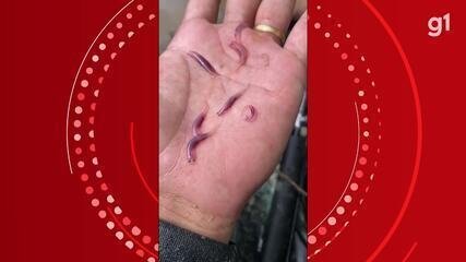 candiru:-conheca-mitos-e-verdades-por-tras-do-‘peixe-vampiro’-que-penetra-orificios-do-corpo-humano