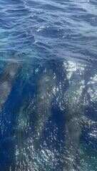 golfinhos-pintados-sao-registrados-em-fernando-de-noronha;-veja-video