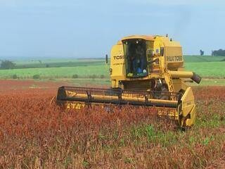 produtores-do-noroeste-paulista-apostam-no-sorgo-como-alternativa-apos-a-colheita-da-soja