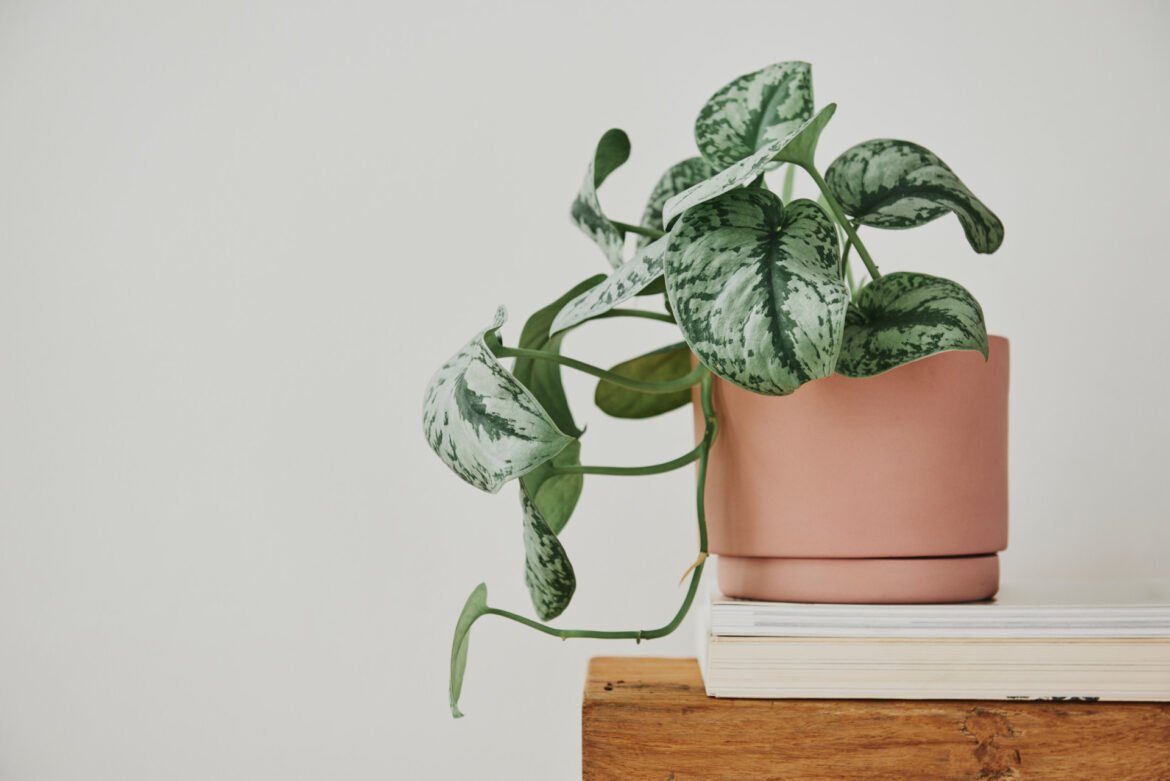 nao-morrem!-8-plantas-perfeitas-para-lugares-sem-janelas