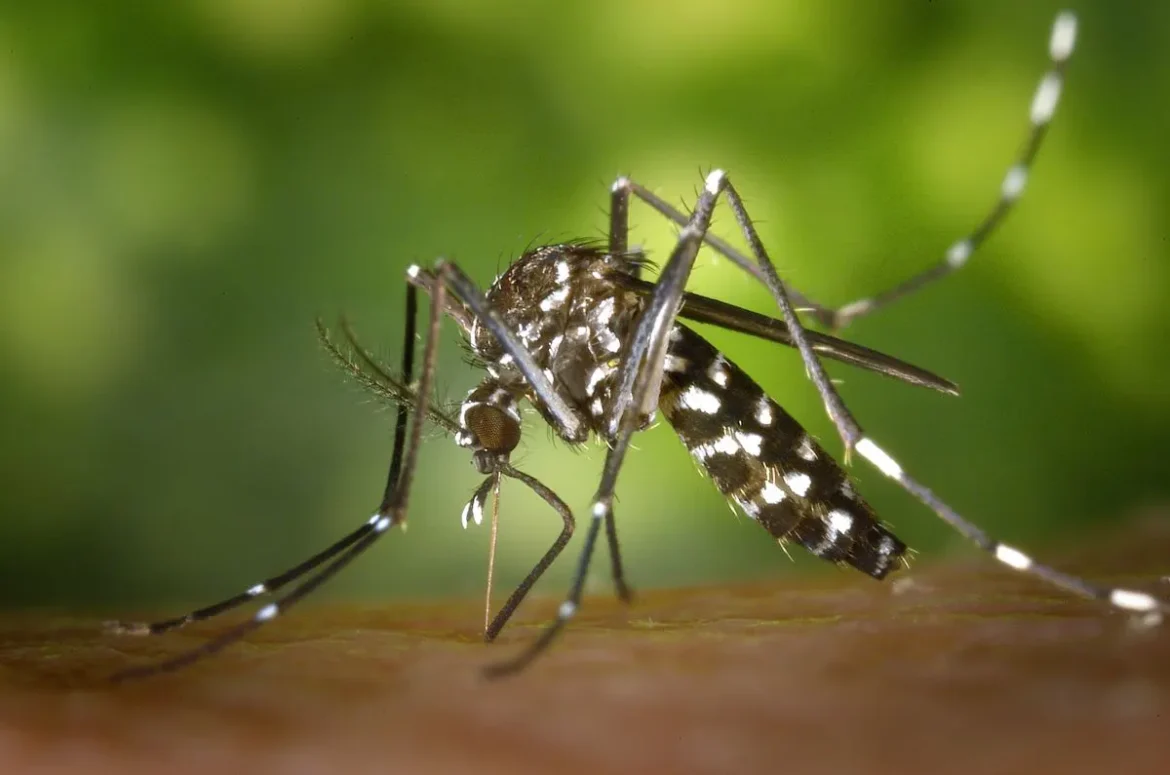 Betim tem casos de chikungunya? Veja a situação atual e os cuidados